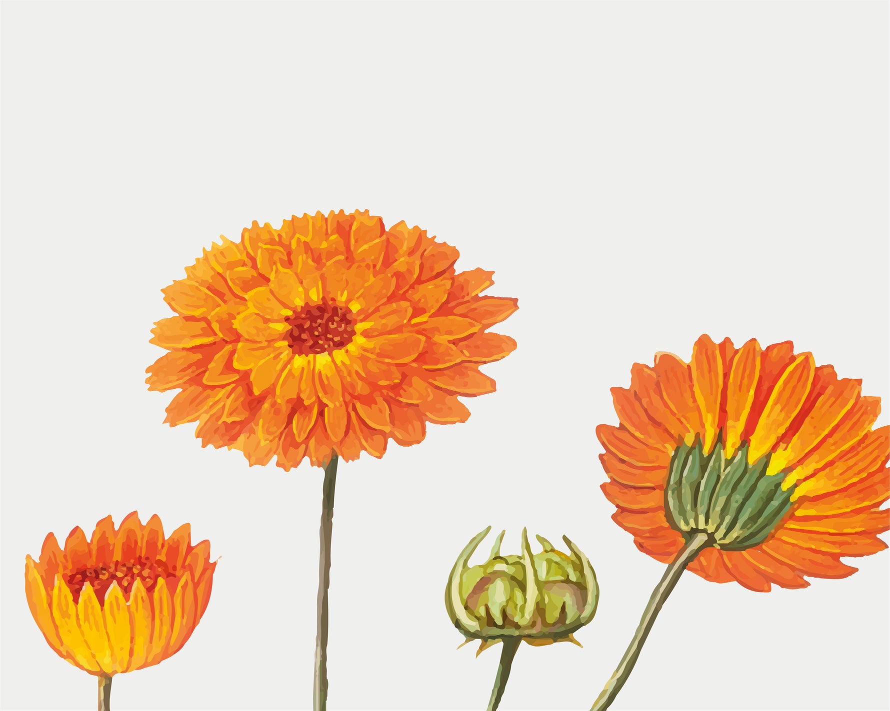 EXTRACTO ECOLÓGICO DE CALÉNDULA