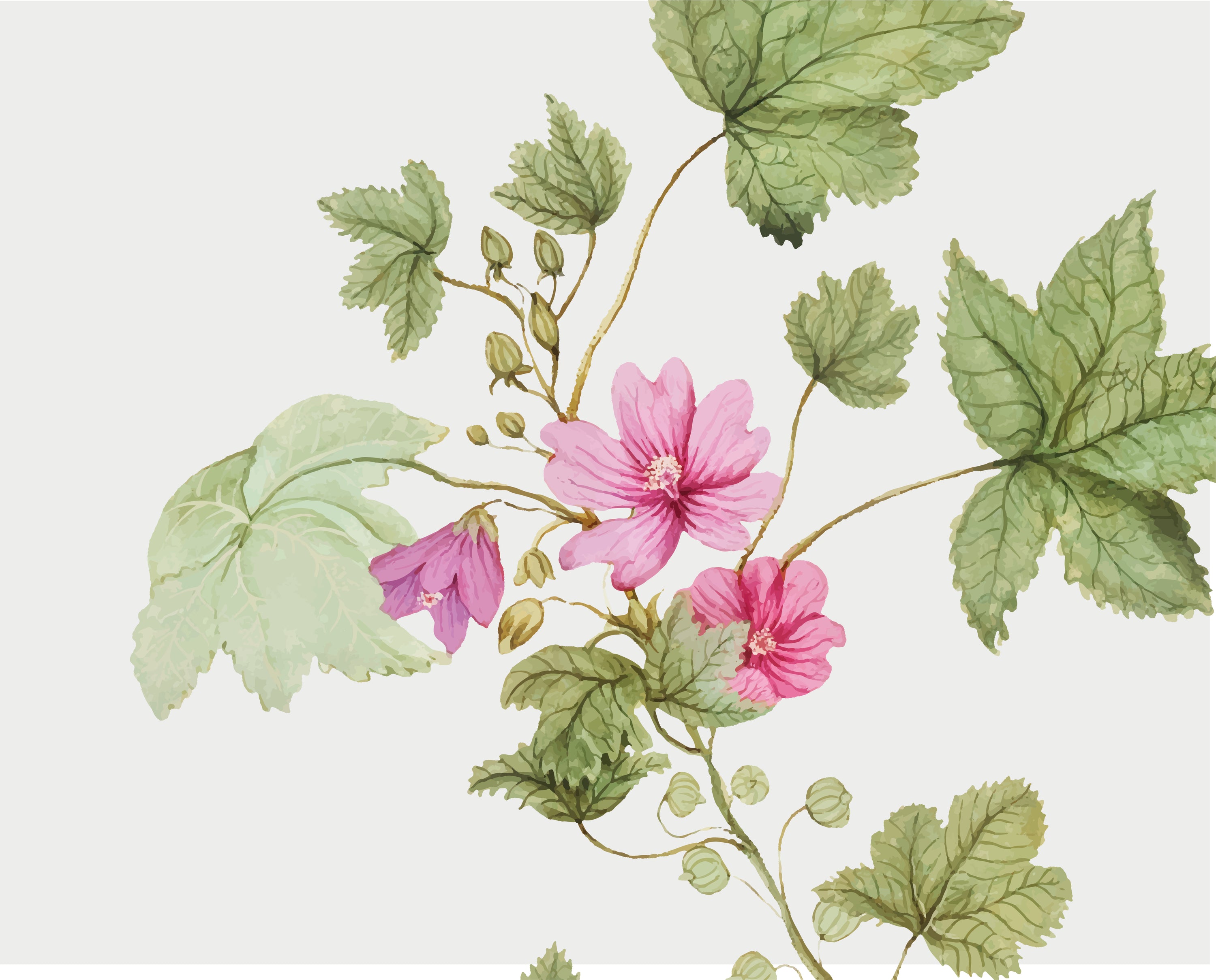 EXTRACTO ECOLÓGICO DE MALVA