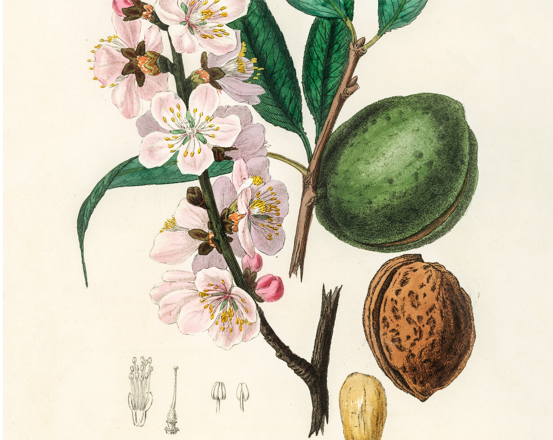 ACEITE DE ALMENDRAS DULCES ECOLÓGICO