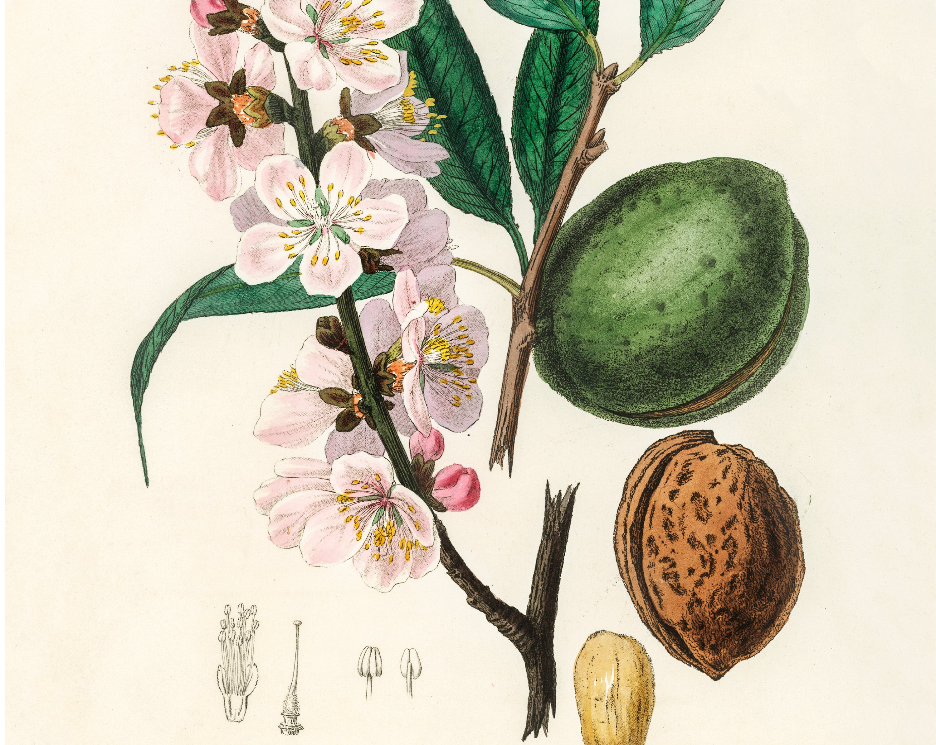 ACEITE DE ALMENDRAS DULCES ECOLÓGICO