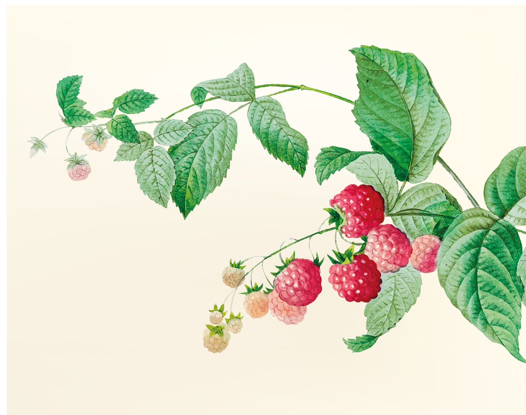 Aceite vegetal de Semilla de frambuesa