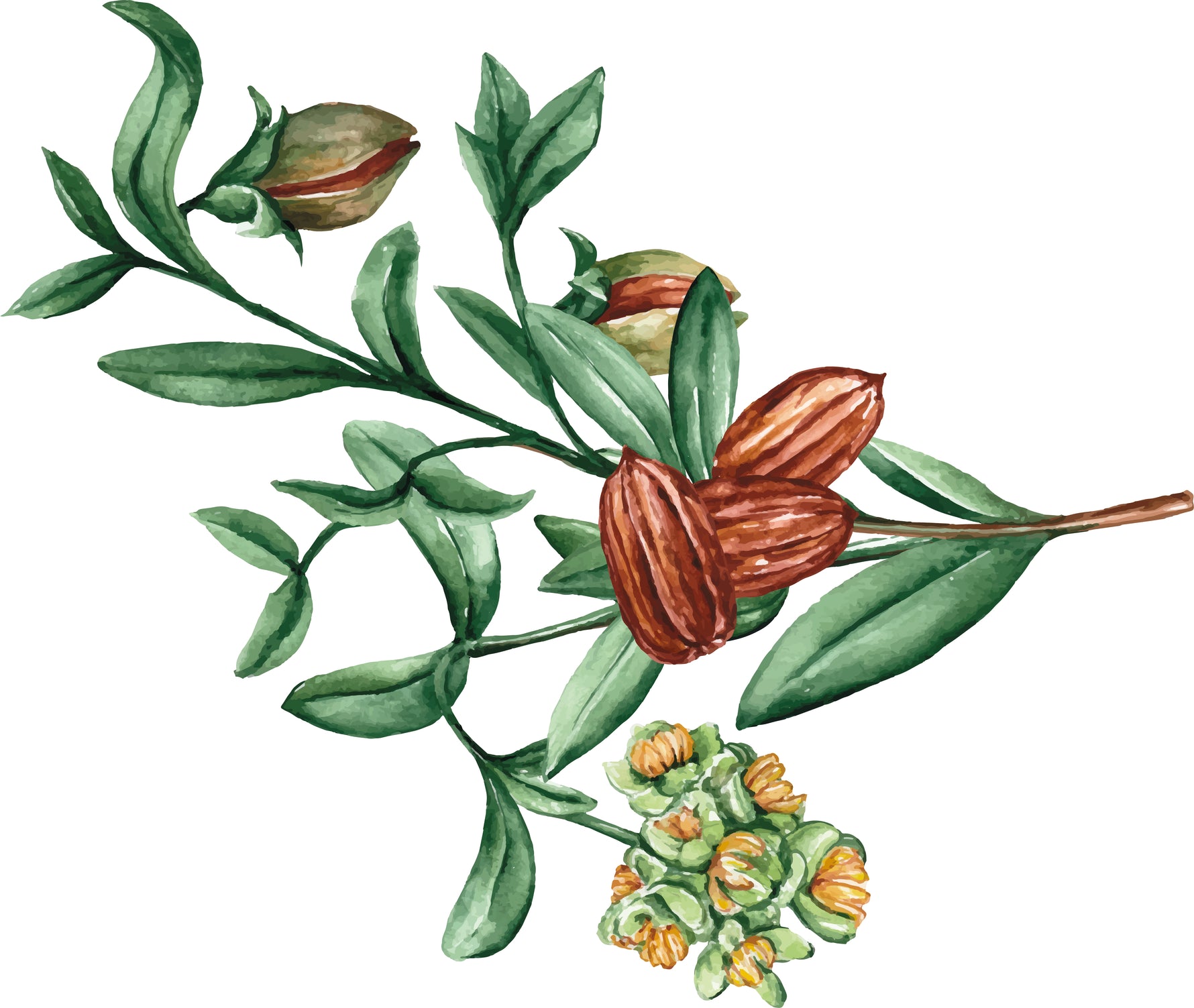 Aceite vegetal de jojoba ecológico