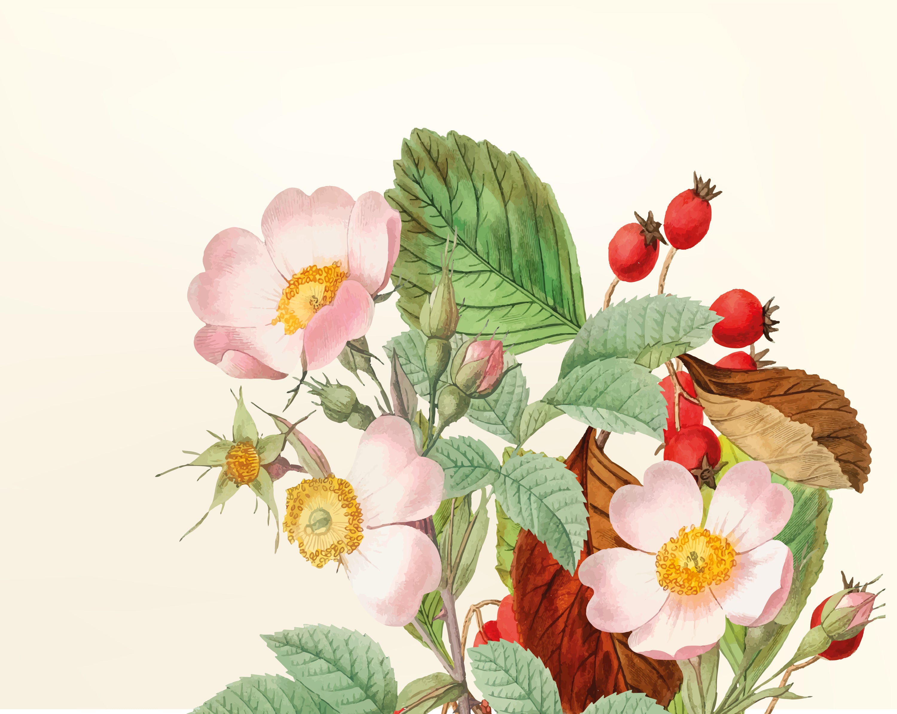 Aceite vegetal de Rosa mosqueta ecológico